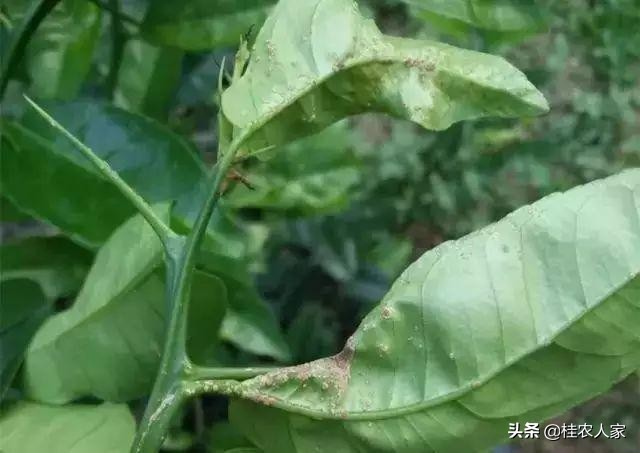 这个病害如果预防不到位，会对今年柑橘的产量和品质带来很大影响