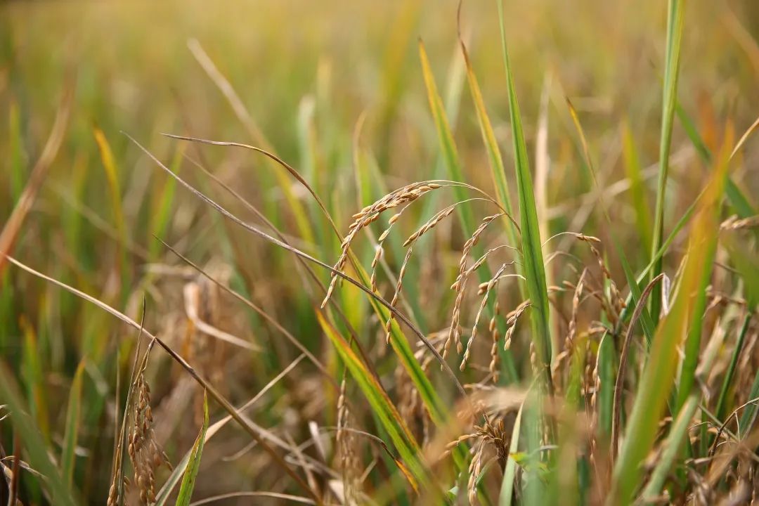 健康从食物开始,健康从时令食材开启
