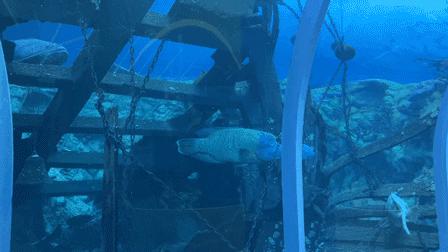 黄金周不用做攻略,这个海洋+科技的超大主题乐园,全家人都尽兴