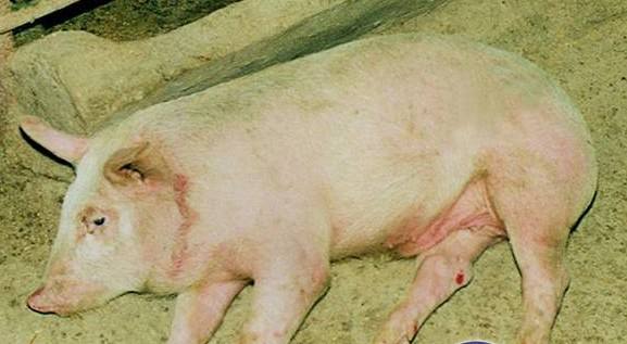 猪链球菌感染最佳治疗方法,猪感染链球菌猪肉能吃吗
