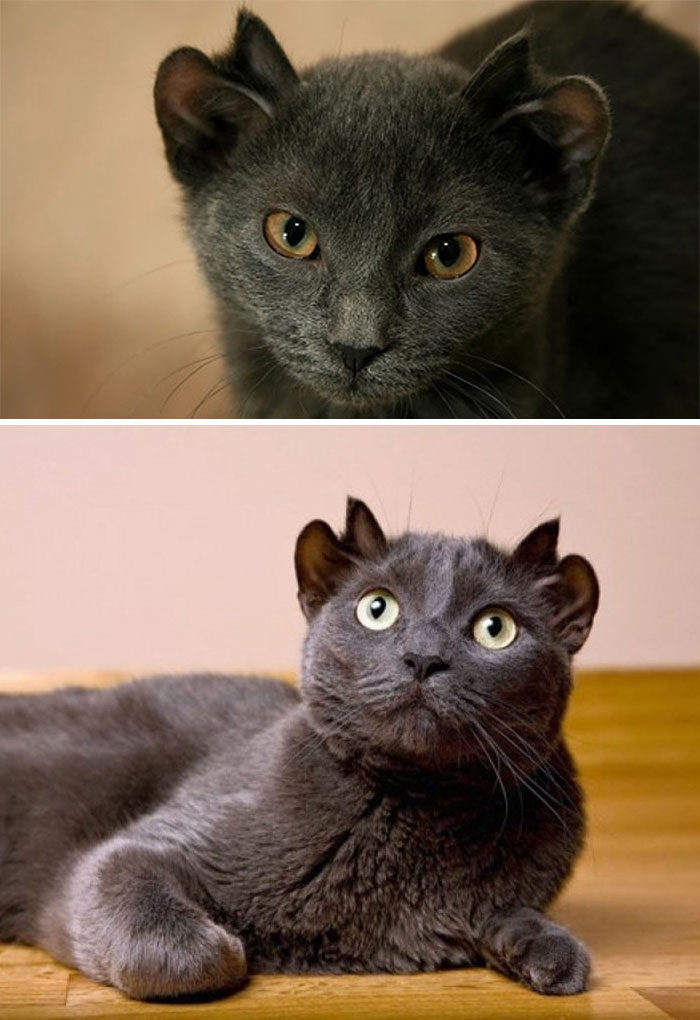 四只耳朵的猫有多稀有,四只耳朵的猫科动物