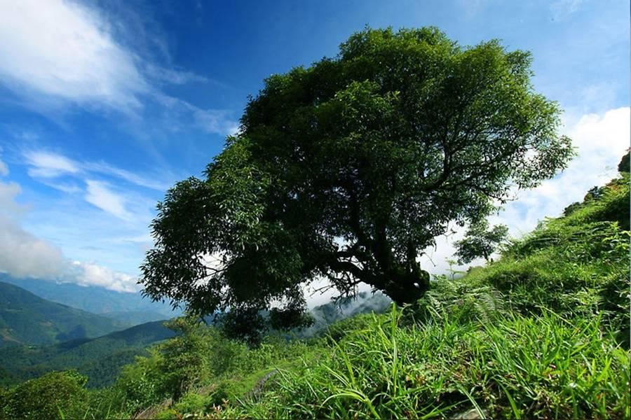 在竹溪河发现宫崎骏里的花海,宫崎骏的天空黑河