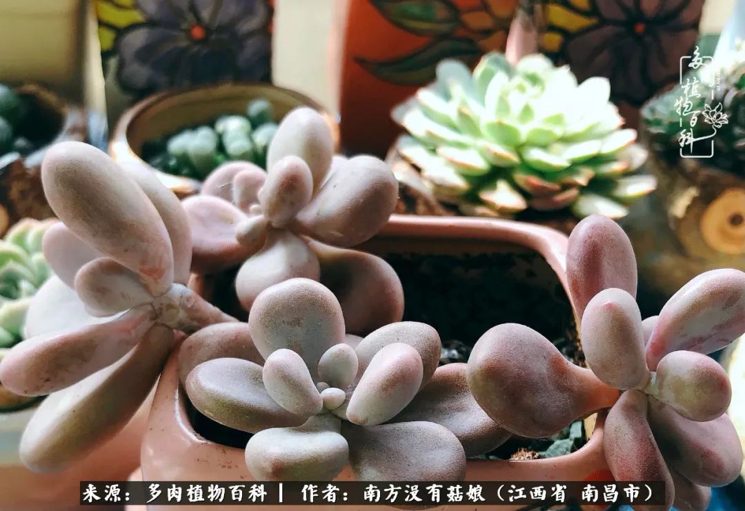 既见云胡不喜,既见君子云胡不喜毛笔楷书