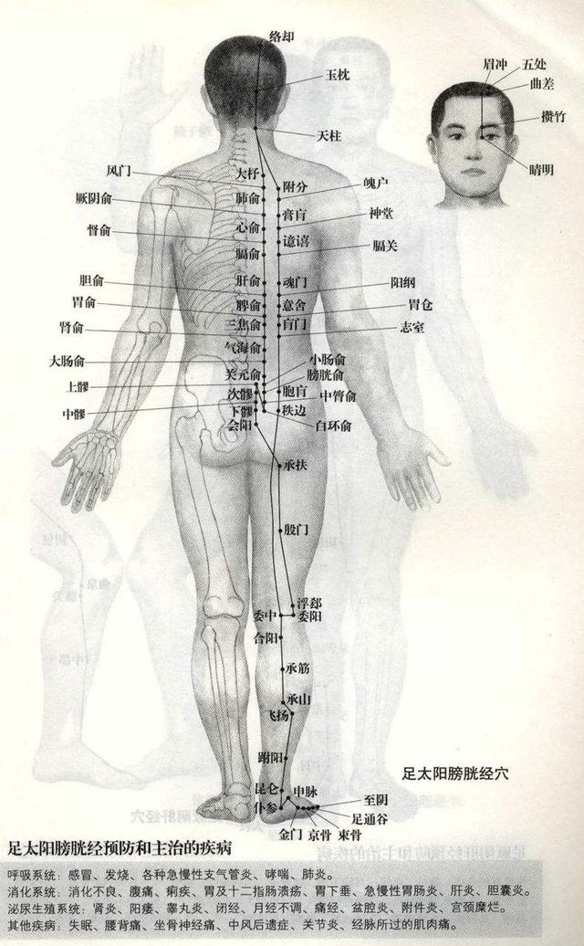 督脉“合篡间,绕篡后”是什么意思?
