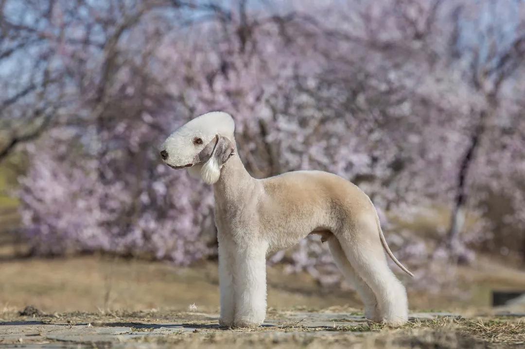 别争了,这条马路才是魔都内卷之王
