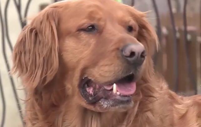 疫情无情人有情救助老人显真情,疫情无情人有情感谢邻居帮忙