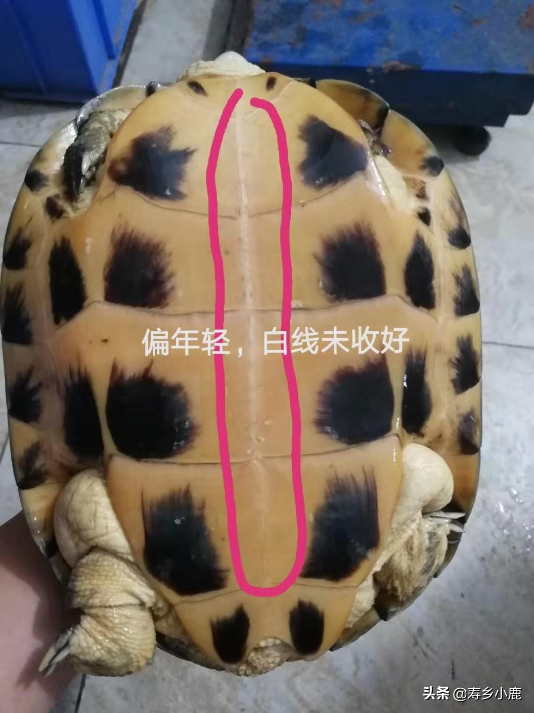 怎么养石金钱龟才是正确的方法,养了五年的石金钱龟应该有多大