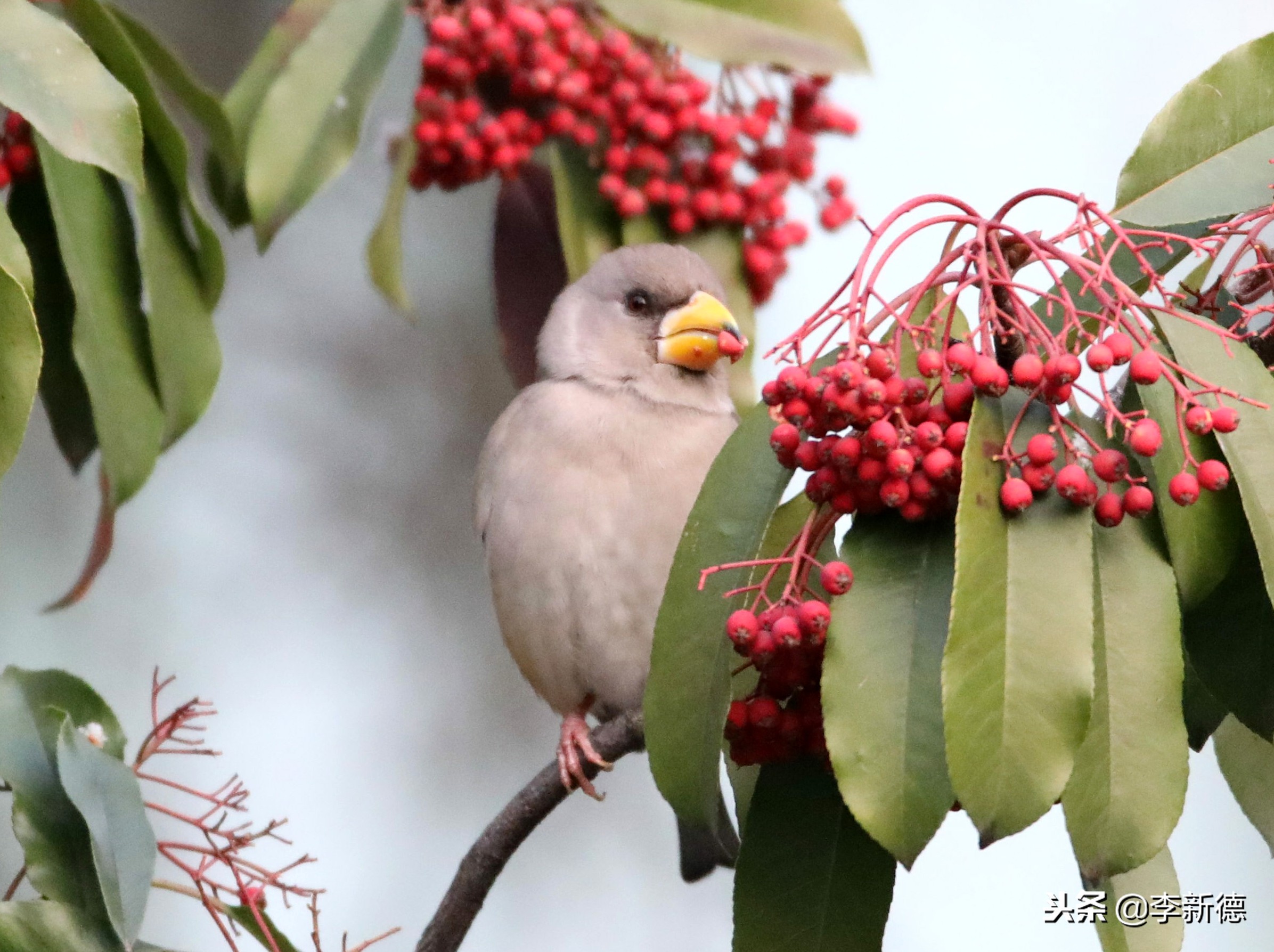 合肥拍到的小鸟,安徽有乌鸫鸟