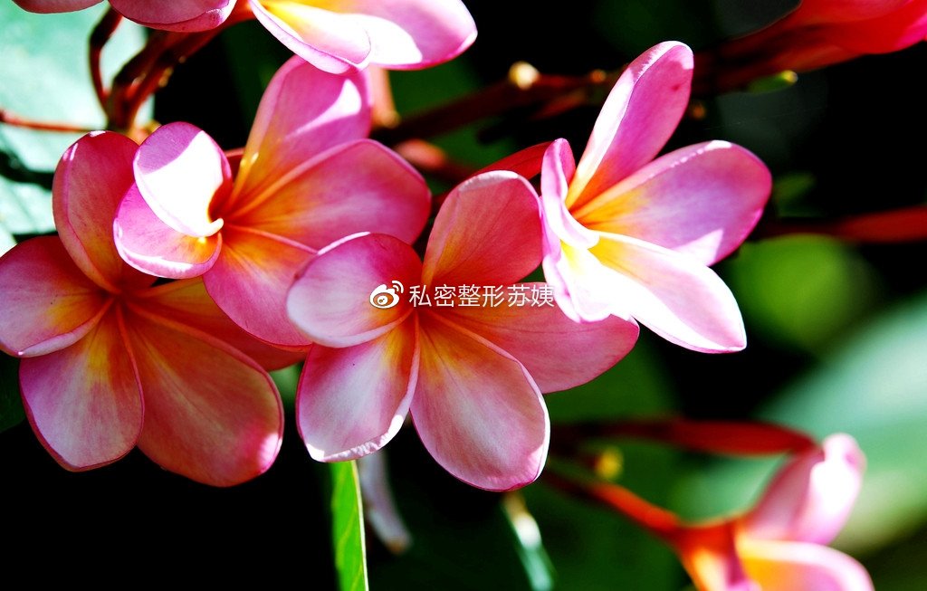 女人下身有豆腐渣现象普遍吗,女人妇科豆腐渣是什么