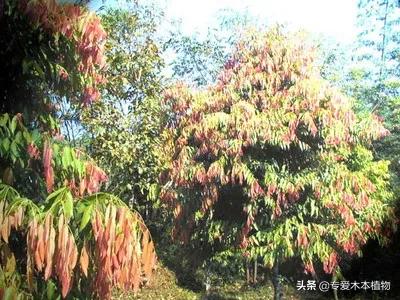 四大名木三大贡木,铁力木和明清铁力木