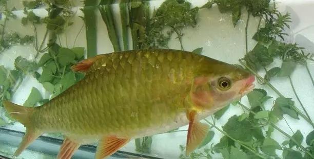 长江白鲟世界最大淡水鱼,中华鲟娃娃鱼