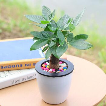 想让发财树长高怎么办,发财树怎么浇水才能活得更长