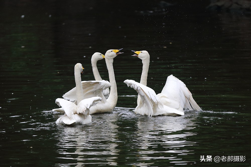 四小天鹅完整版歌曲,四只小天鹅歌舞