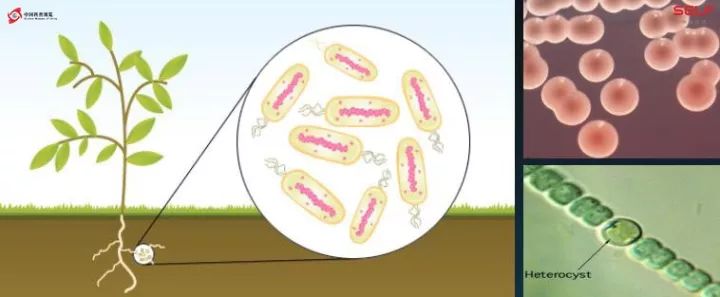 塑料降解微生物的发展,塑料可以被微生物降解吗