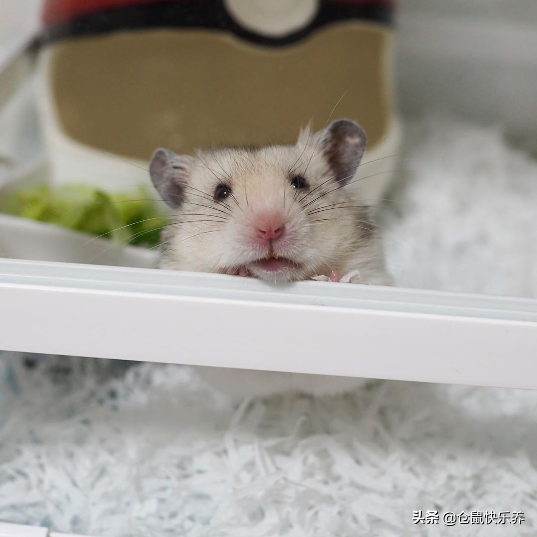 仓鼠半夜跑出笼子怎么找,仓鼠半夜在笼子里跑来跑去