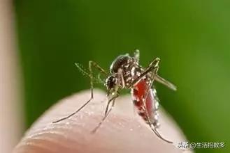 免洗衣服皱了可以熨吗,衣服皱了别熨了