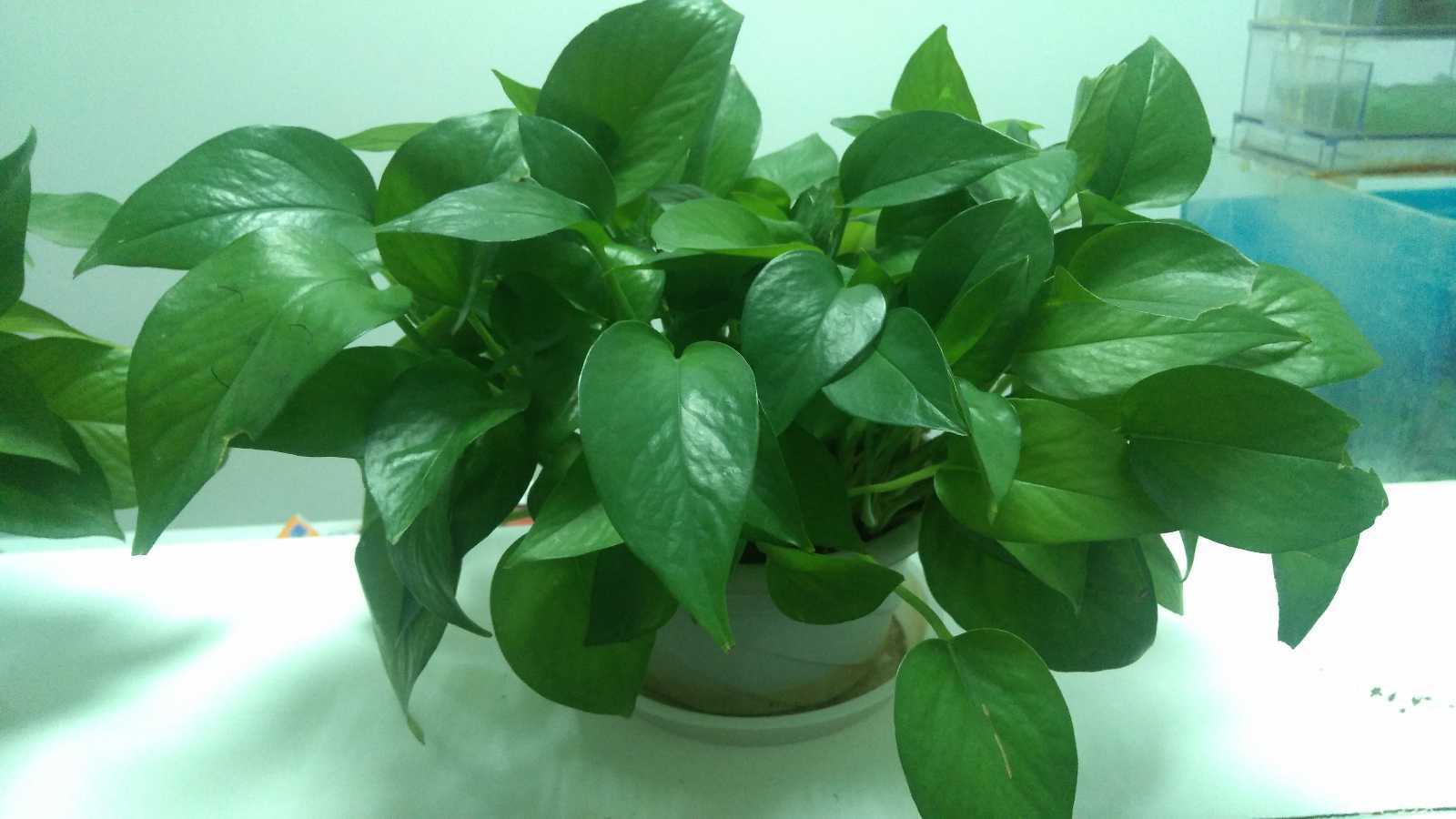 富贵竹和绿萝可以一起放在卧室吗,水培的绿萝可以放在卧室吗