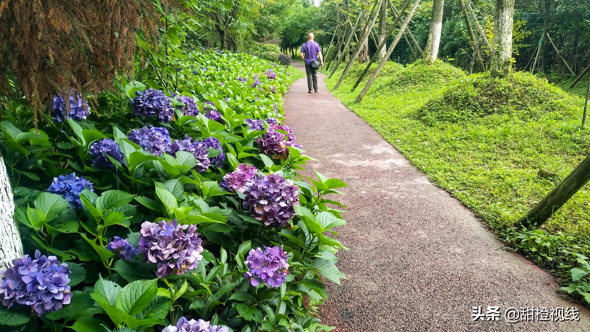 洪雅七里坪温泉小镇,洪雅县七里坪度假区管委会