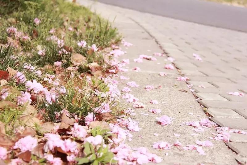 不输日本的3个赏樱地,何必舍近求远国内10大赏樱胜地