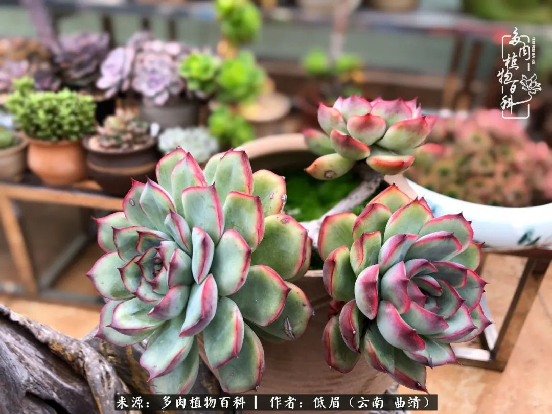 多肉怎么养度夏,多肉怎么养之度夏篇