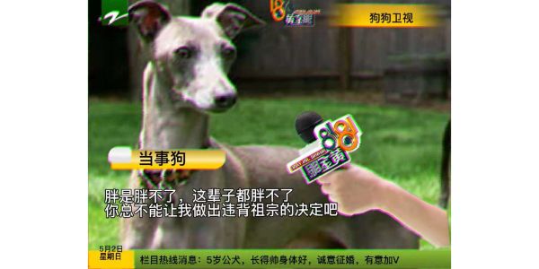 狗狗为什么胖不起来,狗狗长胖不长高咋办