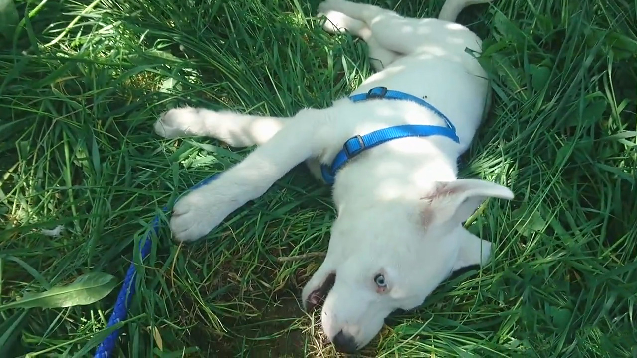 狗狗浑身痒痒总是挠怎么办,狗狗在草地用头蹭地怎么回事