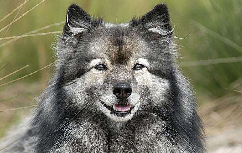 狗狗身上有皮屑斑秃怎么回事,狗狗身上有皮屑怎么治疗