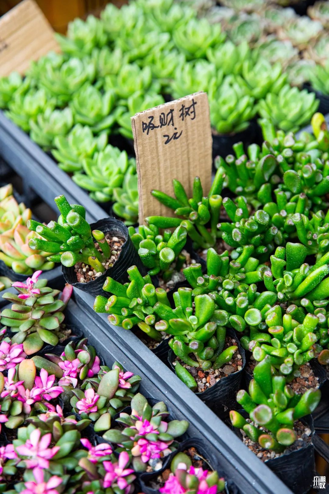 广州最便宜的花卉市场1块钱,广州岭南花卉市场买花攻略