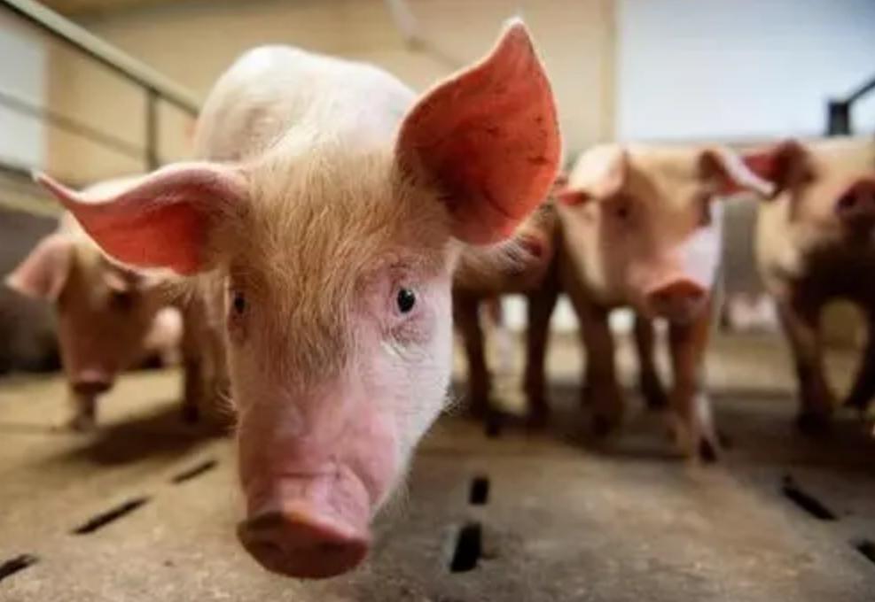 美国人杀猪真的不放血吗,为什么美国猪肉卖得如此便宜