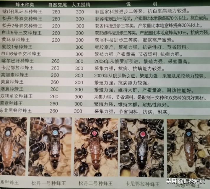 双色王的品种介绍,双色王怎样培育的