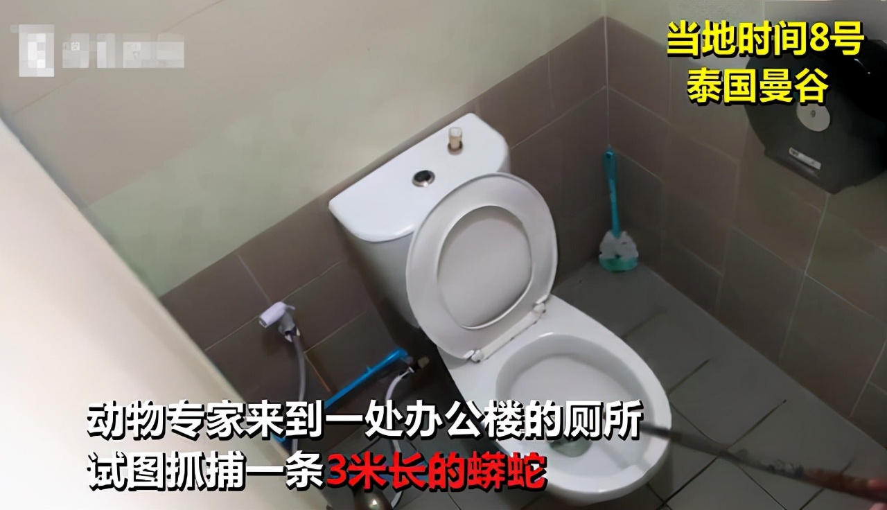 眼镜蛇被蛇咬,最担心的事终于发生了