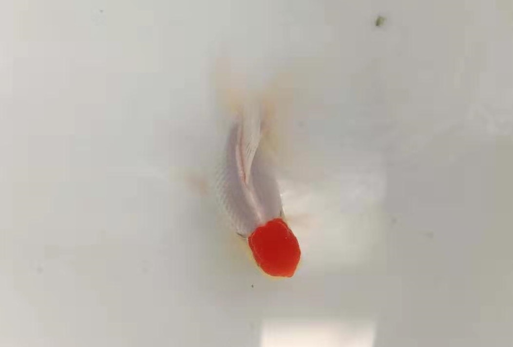 金鱼常见鱼病与治疗方法,预防金鱼鱼病的最佳方法