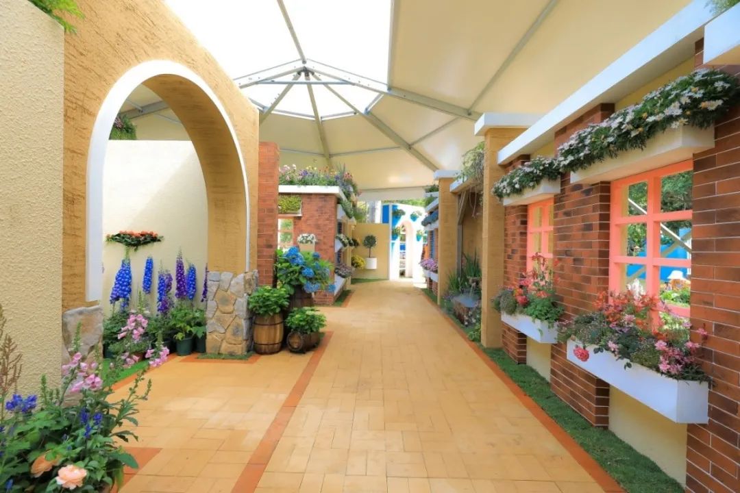 这个花展上的新优品种，为什么这么美？