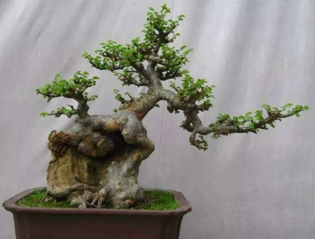 榔榆叶子发黄脱落,榔榆盆景干枯了怎么办