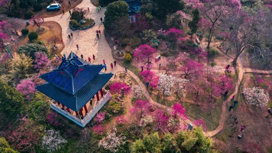 武大的樱花和东湖的樱花,重邮樱花和武大樱花