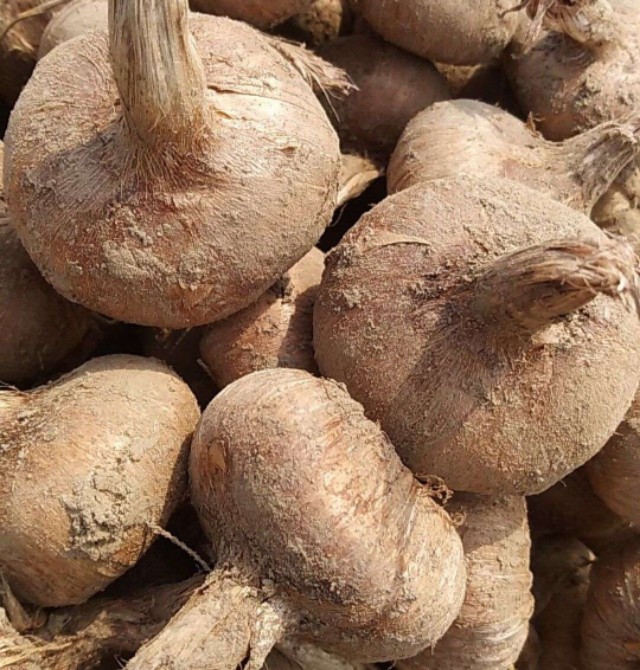 藏红花种植的前景与利润,藏红花种植项目前景如何好种吗