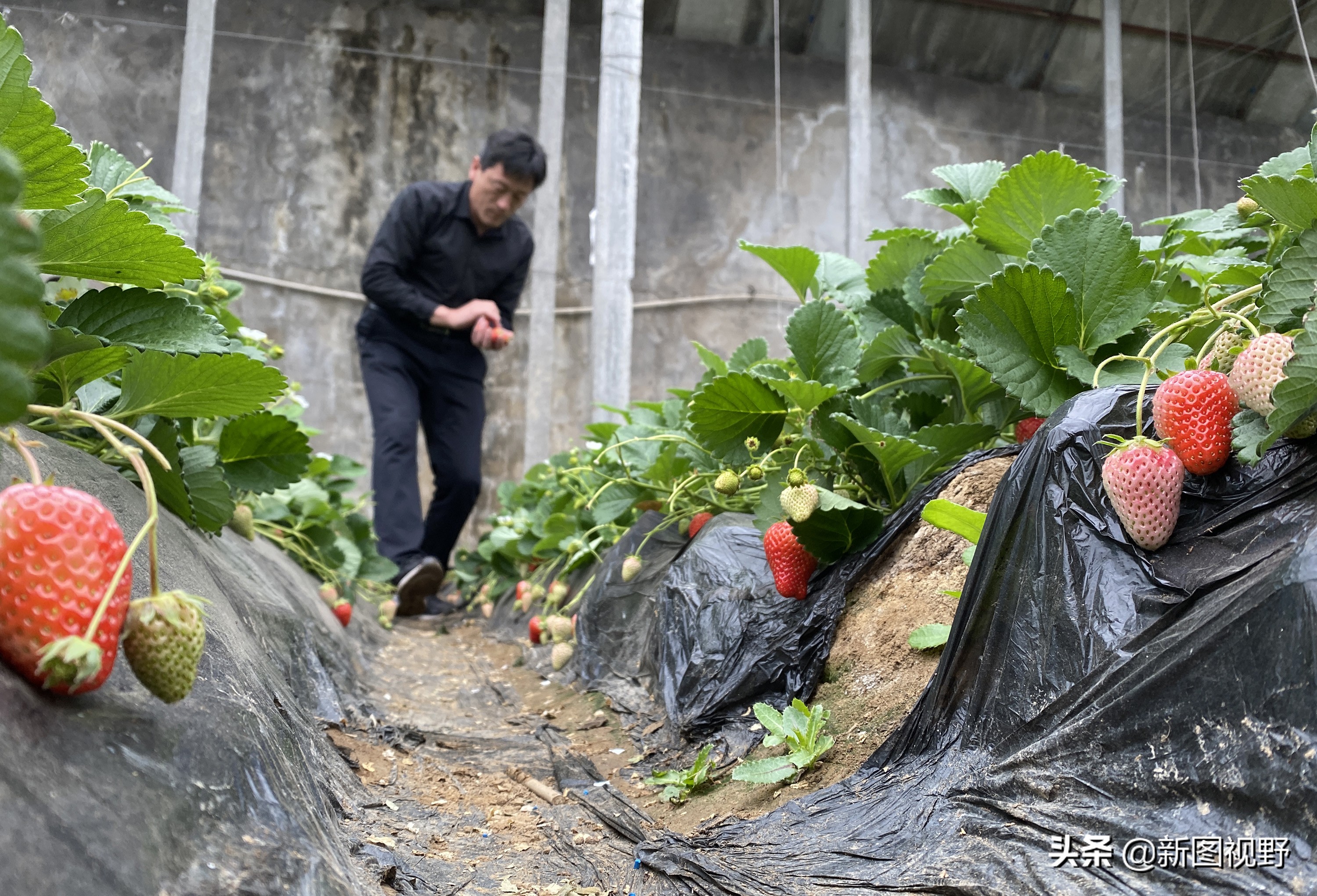 农村大哥吃火龙果,农村大哥种菜一年12万