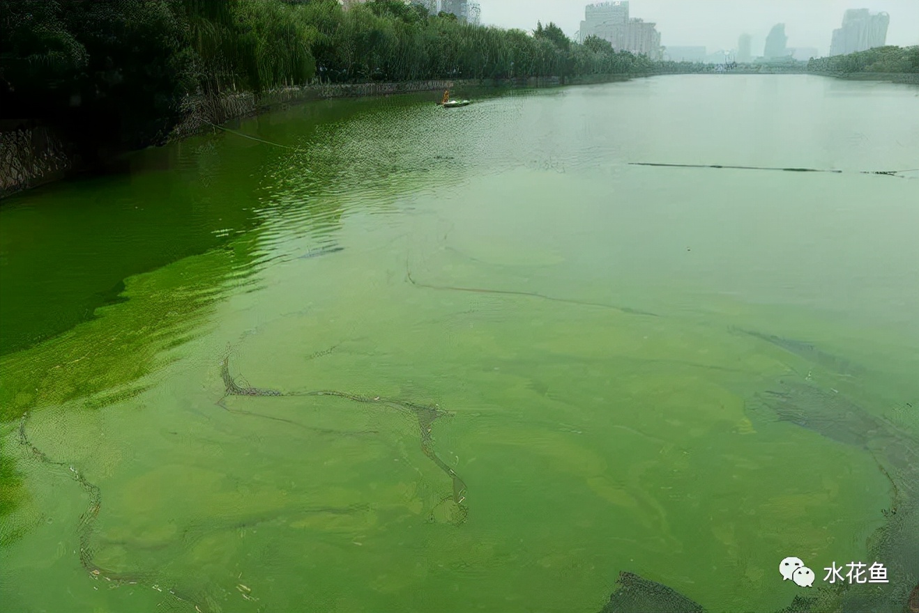 食藻虫怎么消灭,怎么培育食藻虫