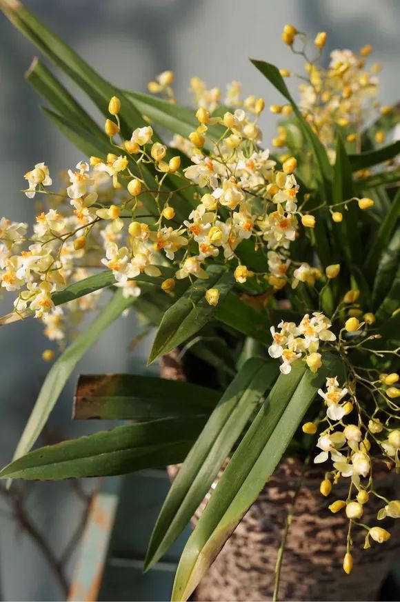 哪种兰花最好养四季开花又很香,春节养什么兰花最香好看