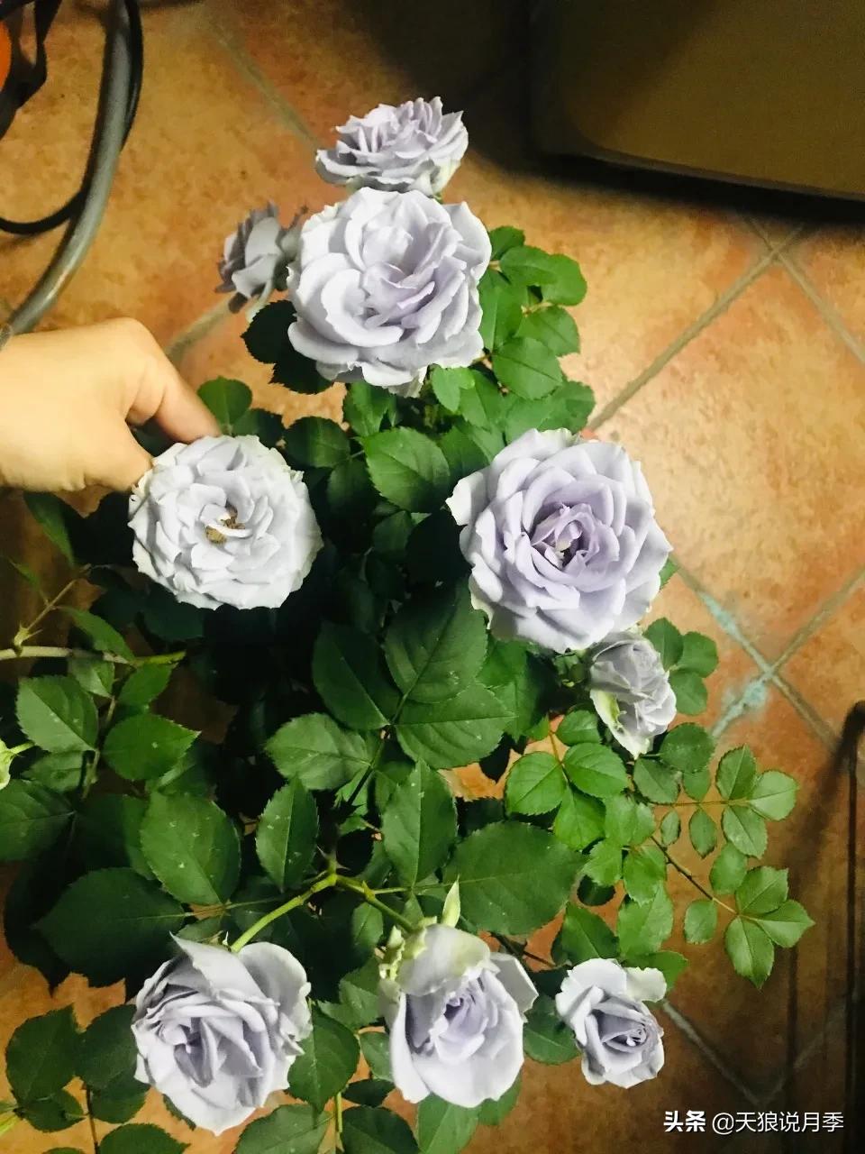 月季春季第一波花要不要剪,月季春季第一波花开后嫁接