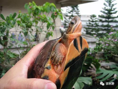 吉祥宠物金钱龟养殖与药用,金钱龟长寿的寓意