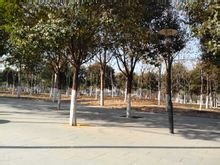 沁阳为什么叫中国沁阳,中国沁阳市