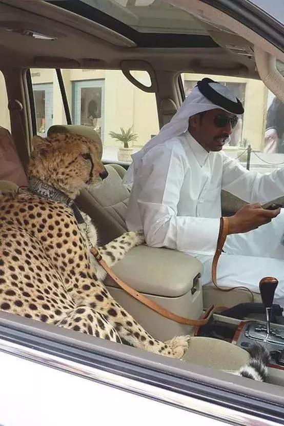 迪拜最有钱小孩子,迪拜沙特哪个有钱