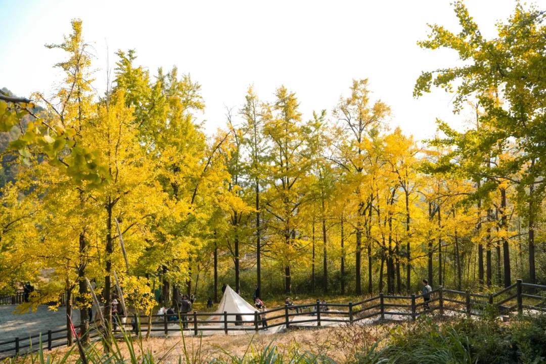 银杏古道自驾游攻略,江浙沪绝美古道苏州