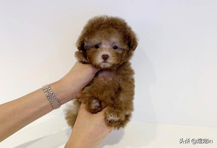 狗狗肚子不停的咕咕叫还伴有呕吐,狗狗嘴边挂粘稠口水还呕吐咋回事