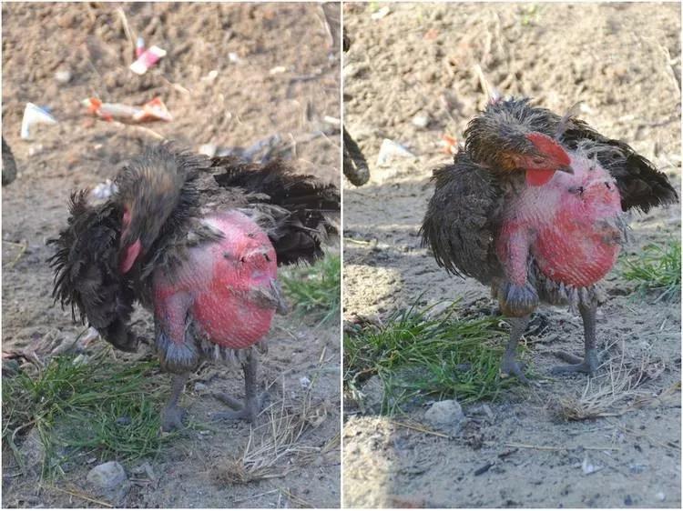 养鸡互啄怎么办,鸡子打架互啄是什么原因