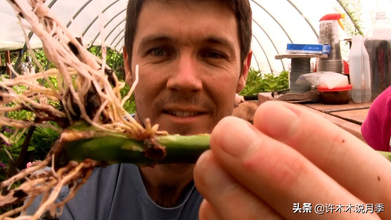 嫁接爬藤月季跟扦插的怎么区分 (蔷薇嫁接月季再扦插能不能生根)
