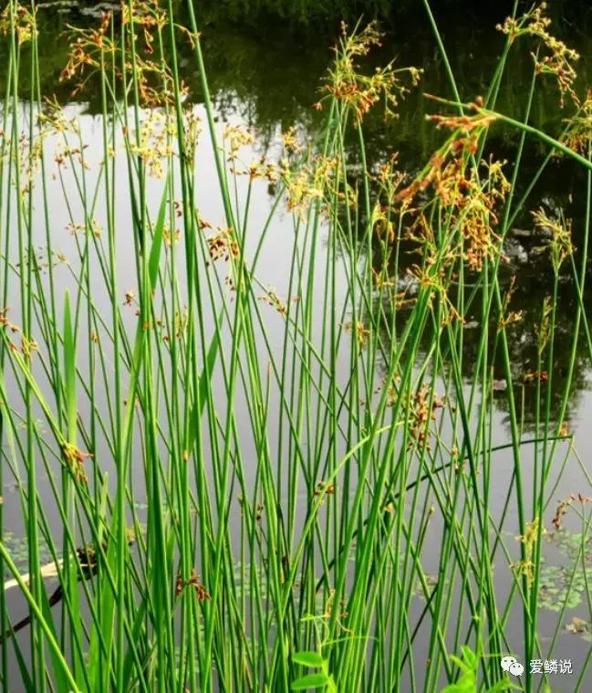 适合锦鲤池水面种植的植物,锦鲤鱼池能长什么植物