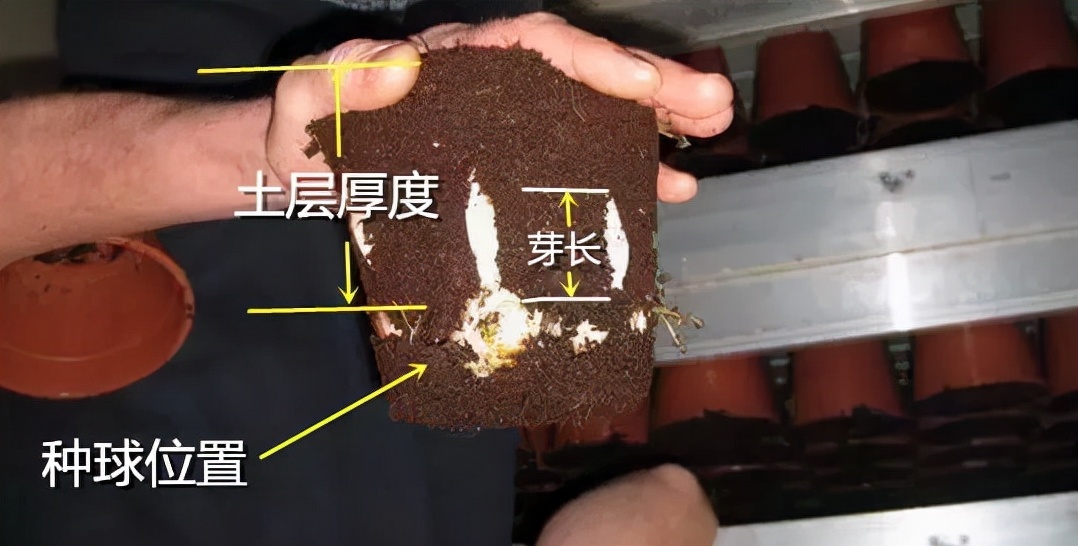 卷丹百合种球繁殖步骤图解,百合种球萌芽1厘米了怎么养护