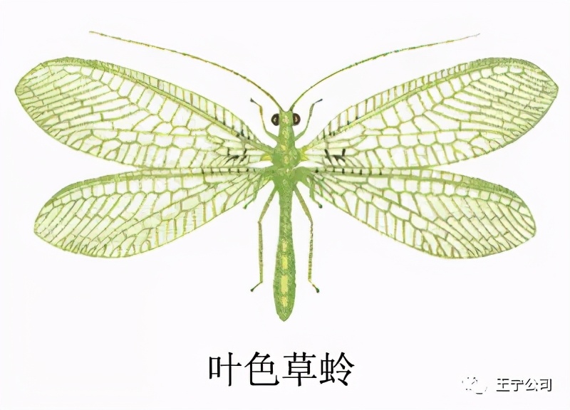 夏播玉米虫害图片大全,玉米虫害图谱高清大图